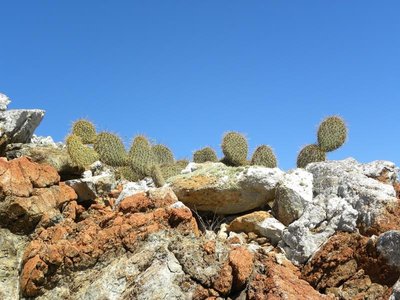 baja-1052.JPG (108.04 KiB) 11386 mal betrachtet Opuntia pycnacantha margaritana