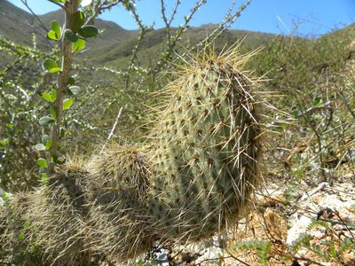 baja-1049.JPG (151.94 KiB) 10532 mal betrachtet Opuntia pycnacantha margaritana