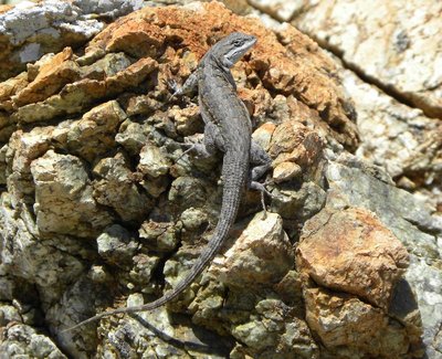 baja-1067.JPG (149.86 KiB) 11168 mal betrachtet Sceloporus monserratensis