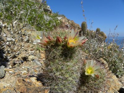 baja-1035.JPG (138.82 KiB) 10928 mal betrachtet Mammillaria dioica