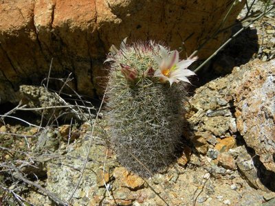 baja-1084.JPG (157.39 KiB) 10510 mal betrachtet Mammillaria dioica