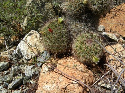 baja-1053.JPG (193.39 KiB) 11364 mal betrachtet Mammillaria dioica fa.
