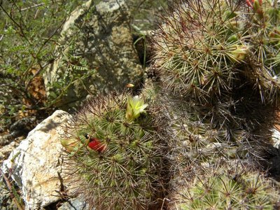 baja-1055.JPG (177.23 KiB) 10510 mal betrachtet Mammillaria dioica fa.