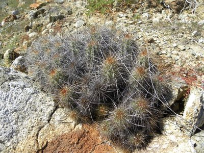 baja-1037.JPG (206.26 KiB) 10928 mal betrachtet Echinocereus barthelowanus