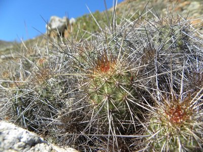 baja-1042.JPG (163.52 KiB) 11364 mal betrachtet Echinocereus barthelowanus