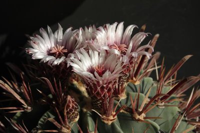 Feroc_recurvus-2_4303.jpg
