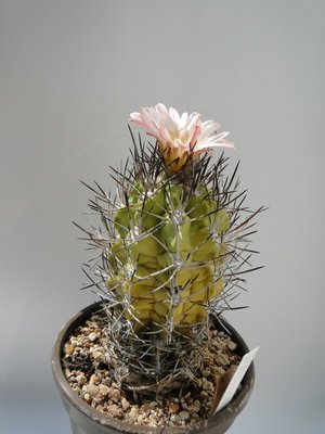 Eriosyce taltalensis ssp. paucicostata 2010 Juli11  029.jpg