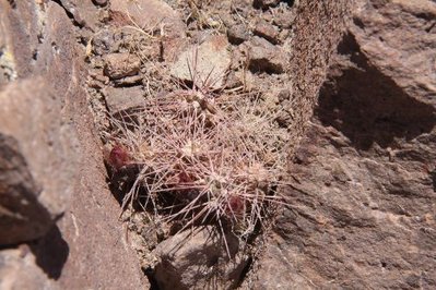 Maihueniopsis.JPG