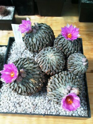 Ariocarpus 054.JPG