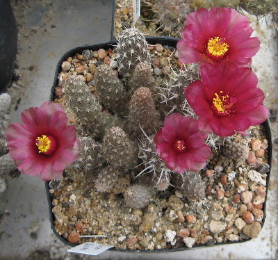 Pterocactus fischeri JS03