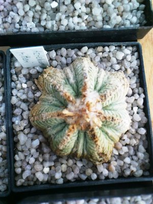 Ariocarpus 010.JPG