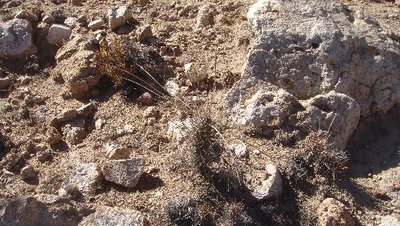 Corryocactus.JPG
