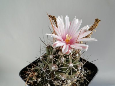 Thelocactus tulensis 2010 September05 083.jpg