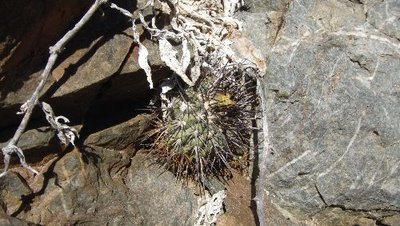 Copiapoa_cin.JPG
