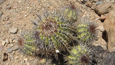 Copiapoa_mar.JPG