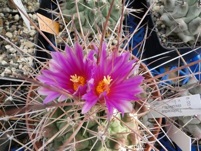 Thelocactus rinconensis v freudenbergii 2010 April 29 Blüte (600 x 450).jpg