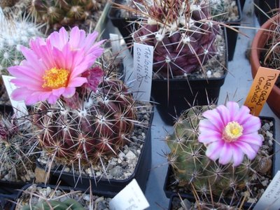 Thelocactus conothelos 25.04.09 2xBlüte (600 x 450).jpg