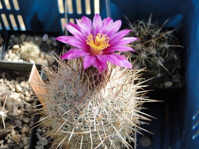 Thelocactus conothelos v. argenteus Blüte 2010 Mai 05 (600 x 450).jpg