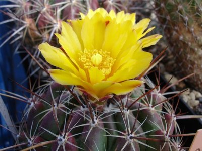 Thelocactus conothelos v. aurantiacus 2010 Mai 15 Blüte (600 x 450).jpg