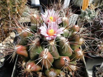 Thelocactus conothelos v. garciae Blüte 2010 April 19 (600 x 450).jpg