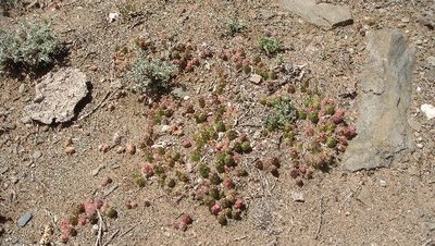 Maihueniopsis.JPG