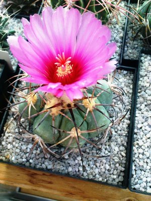 Ariocarpus 067.JPG