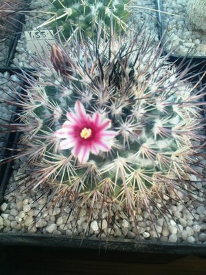 Copiapoa 035.JPG