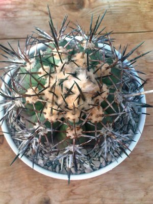 Copiapoa 013.JPG