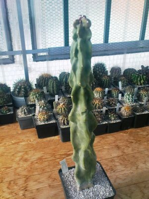 Copiapoa 026.JPG