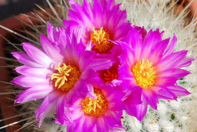 Thelocactus macdowellii.jpg