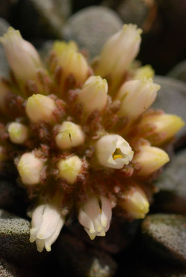 Crassula mesembrianthemopsis 02.jpg