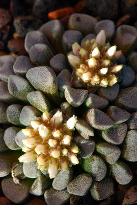 Crassula mesembrianthemopsis 01.jpg