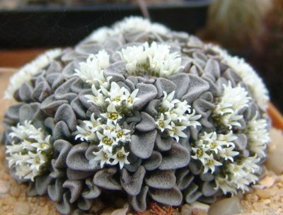 Crassula mesembrianthemopsis (von der Seite)