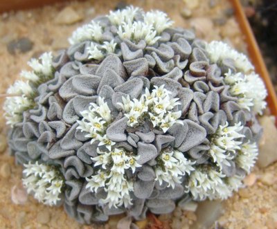 Crassula mesembrianthemopsis (von oben)