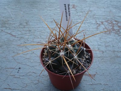 Thelocactus panarottoanus 13.04.2009 (600 x 450).jpg