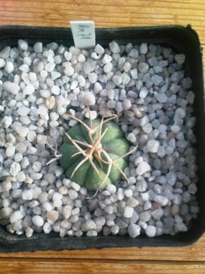 Copiapoa 020.JPG