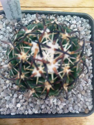 Coryphanta tripugionacanta.JPG
