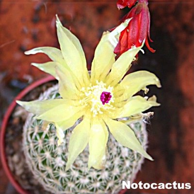Notocactus 8.jpg