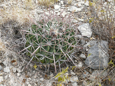 118 Homalocephala in Texas.jpg