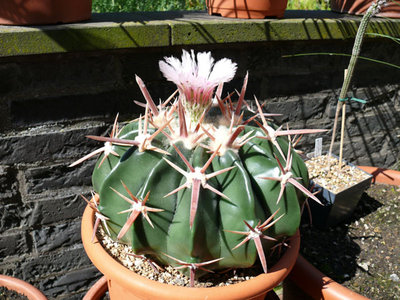 113 Homalocephala texensis, Bild von 2007.jpg
