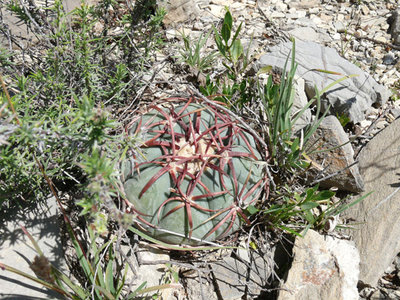 Bei Valle del Rosario, Chihuahua
