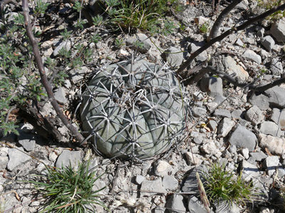 Westlich Ocampo, Coahuila