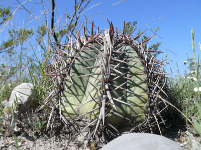 Bei Gomez Farias, Coahuila