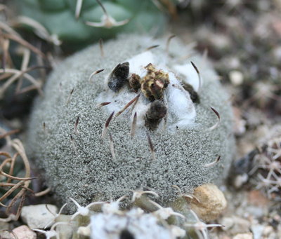Cactus spec.