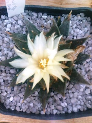 Ariocarpus trigonus var. minor 017.JPG