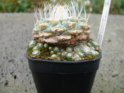 134 P1060286 Strombocactus disciformis.jpg