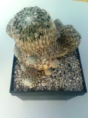 Pelecyphora assel..JPG