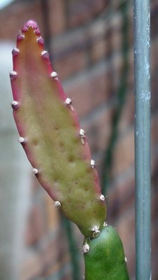 Entdeckung der Flecken (11/2010)