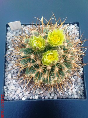 Ancistrocactus tobuschii 2011.JPG