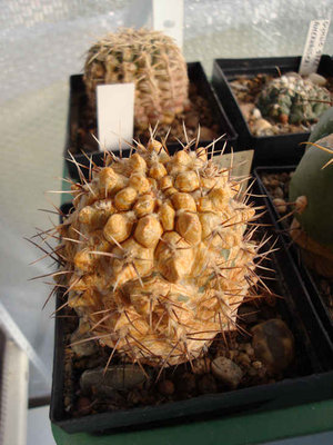 Gymnocalycium_gibbosum.jpg